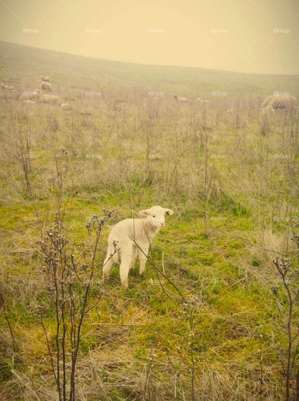 A lone lamb in a field.