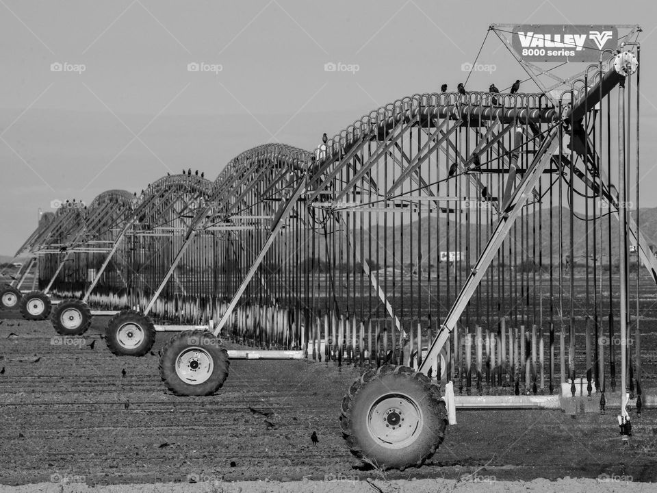 A large irrigation device waters an arid field in the Arizona desert that will soon grow cotton