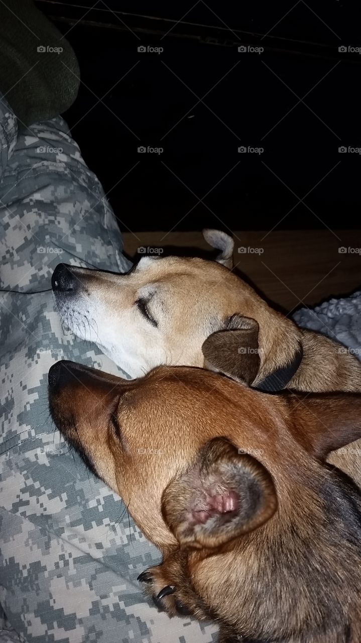 soldiers dogs. I had just gotten home from basic training