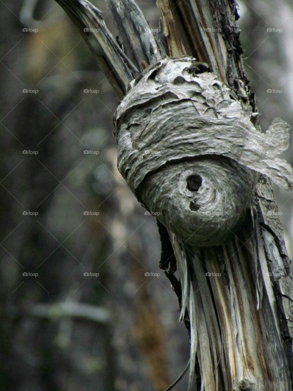 wasp or hornet nest