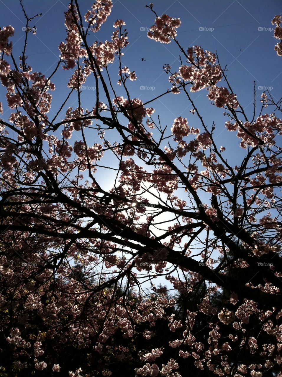 Cherryblossom. Sakura