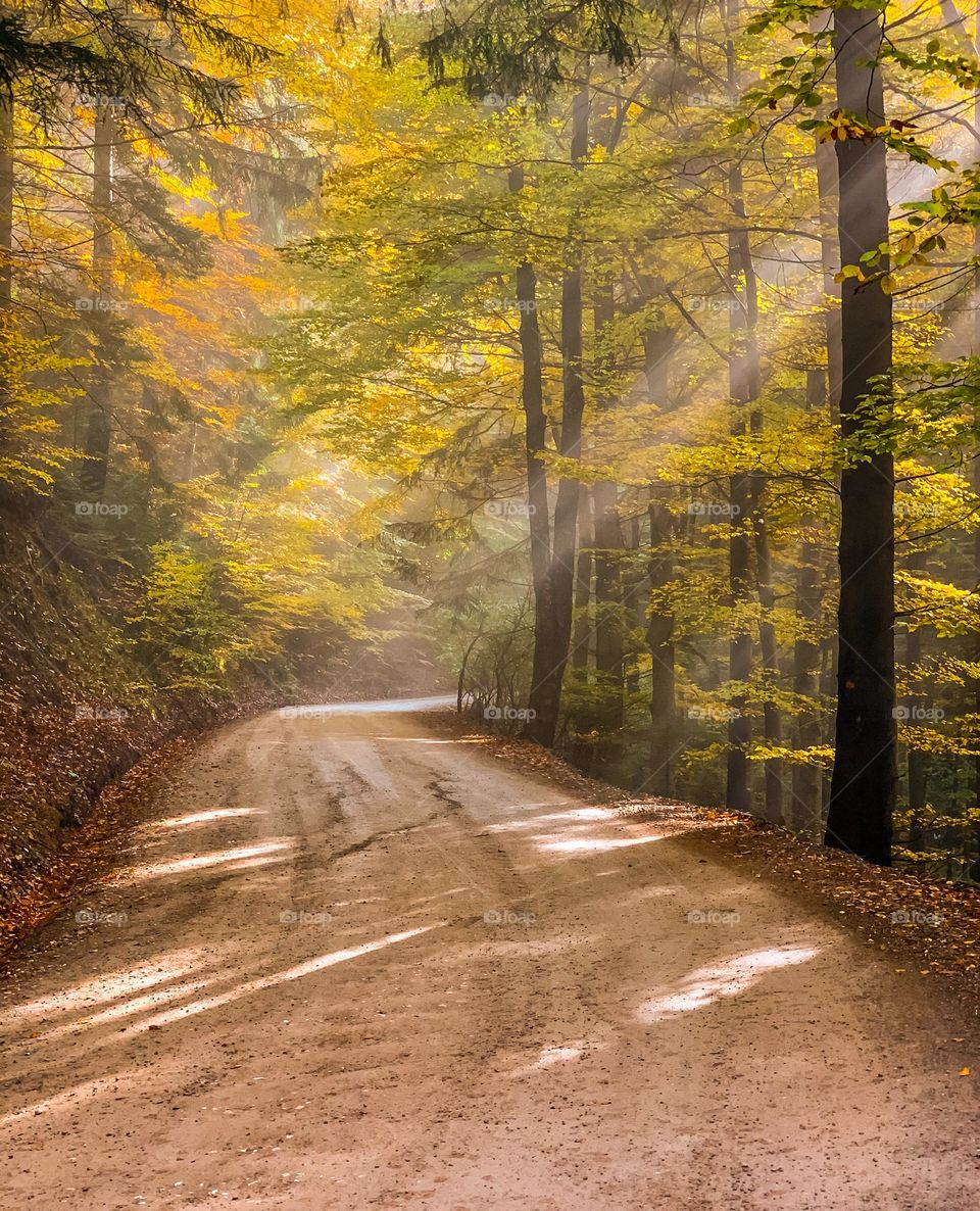 Morning in the forest 🤍