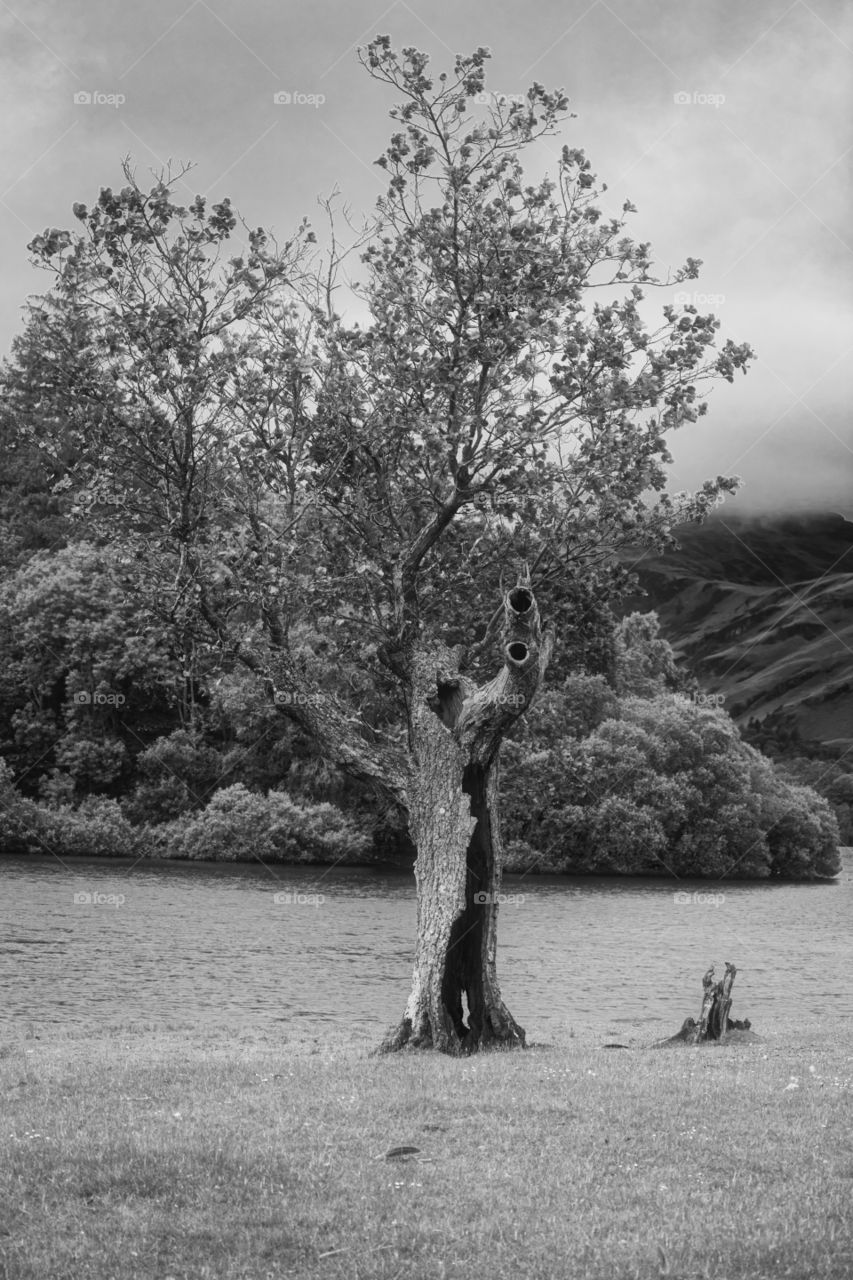 Hollowed out tree on Keswick