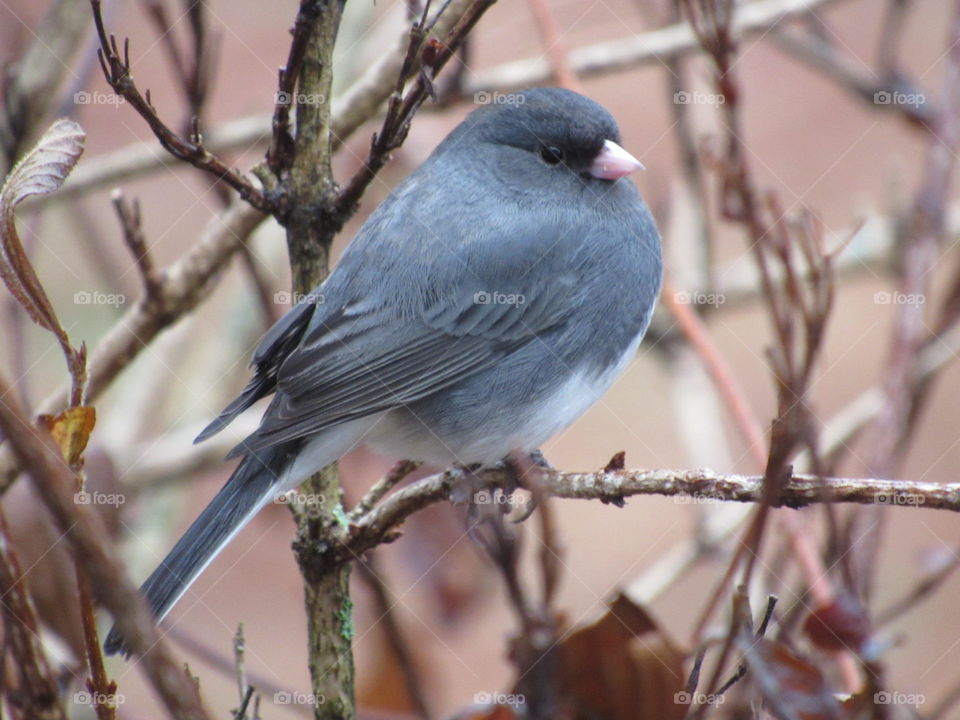 Junco