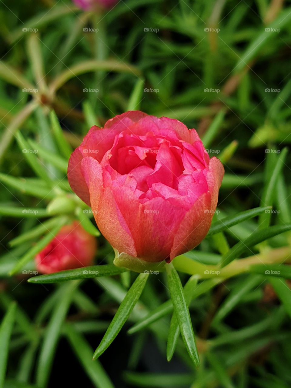 the Portulaca Grandiflora