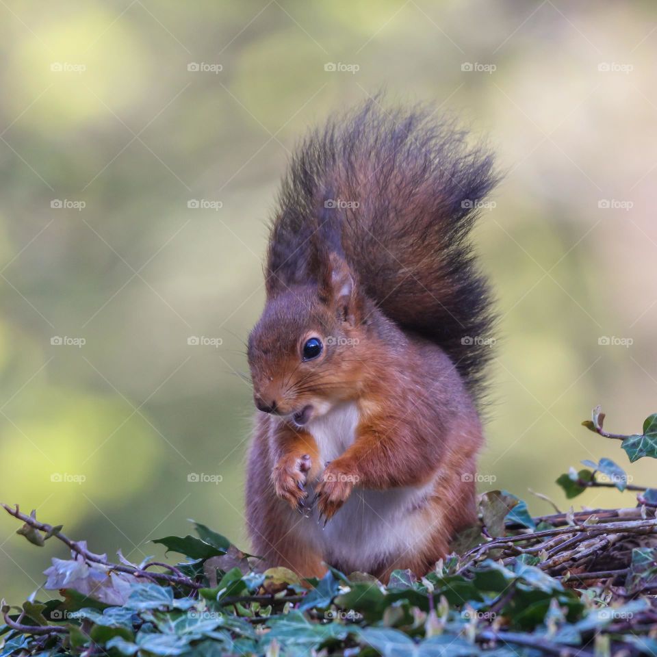 Close-up portrait of a red squirrel in a park