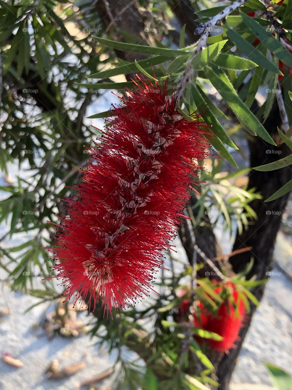 These red flowers look like fruits or ties when looking from some distance. But looking closer, they are just different, yet beautiful flowers.