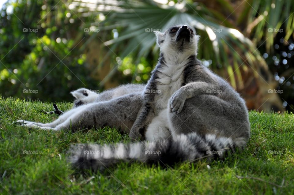 Mammal, Grass, Nature, Animal, Wildlife