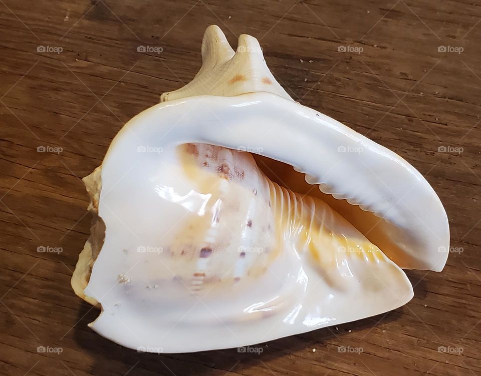 Helmet Conch Shell on Wood
