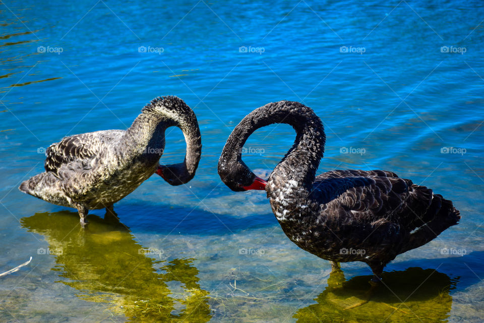 black swans bending to bath in unison