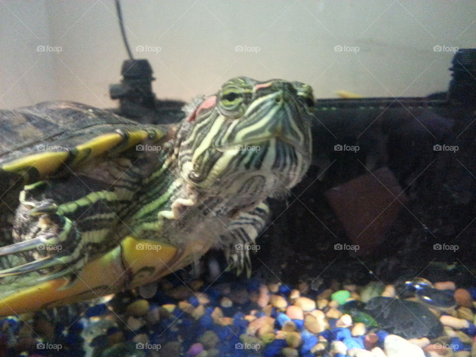 Mr. Paco Turtle