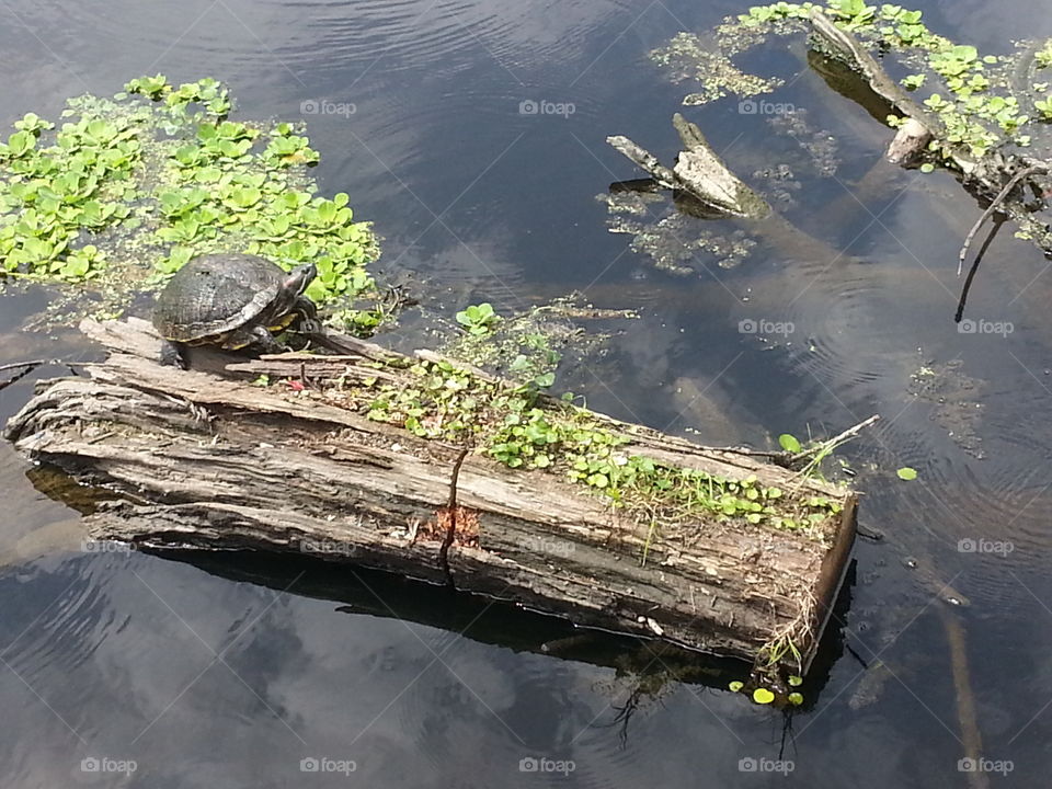 Turtle out getting a sun tan