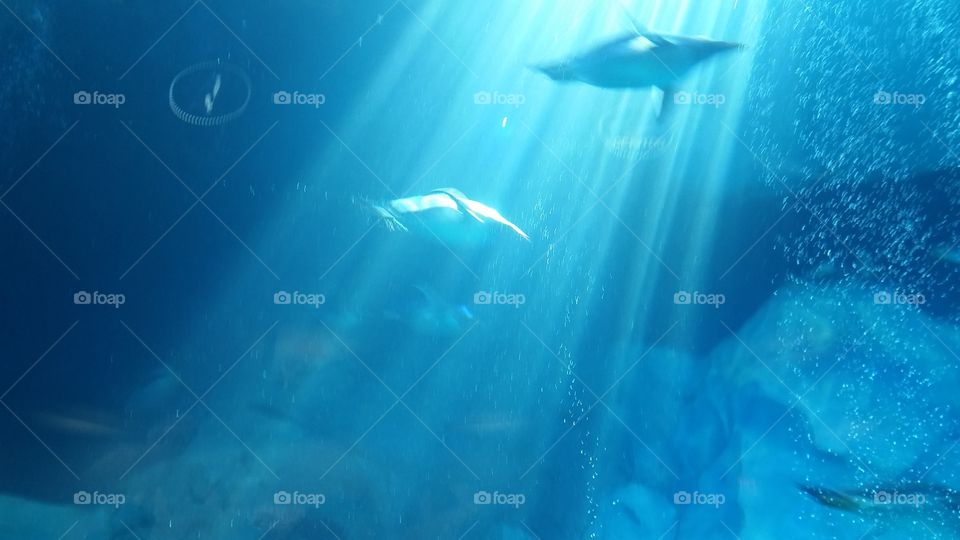 Detroit Zoo, don't you love penguins?