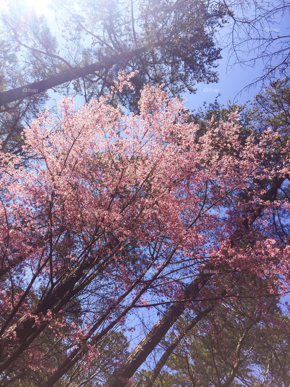 Spring in the south 