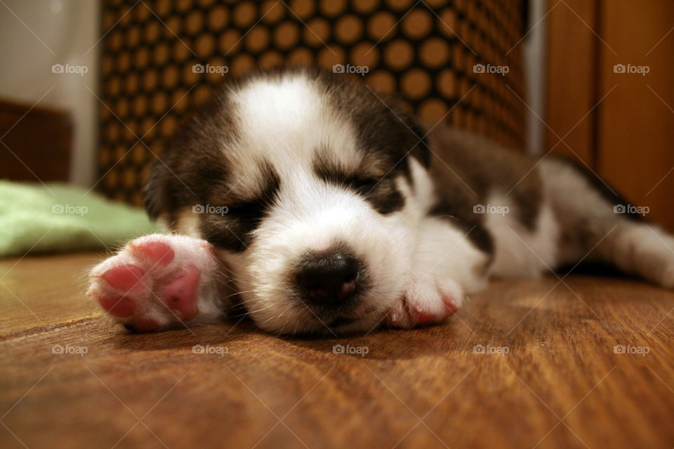 Husky puppy sleeping