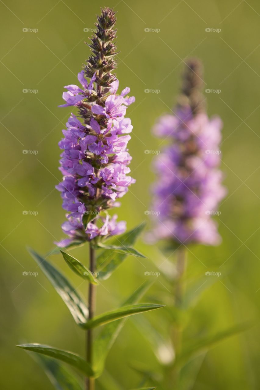 Nature, Flower, Flora, No Person, Leaf