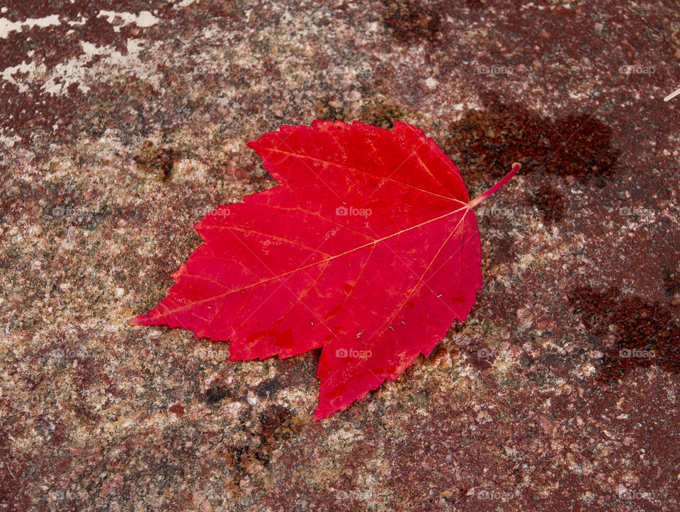 Red leave on a stone