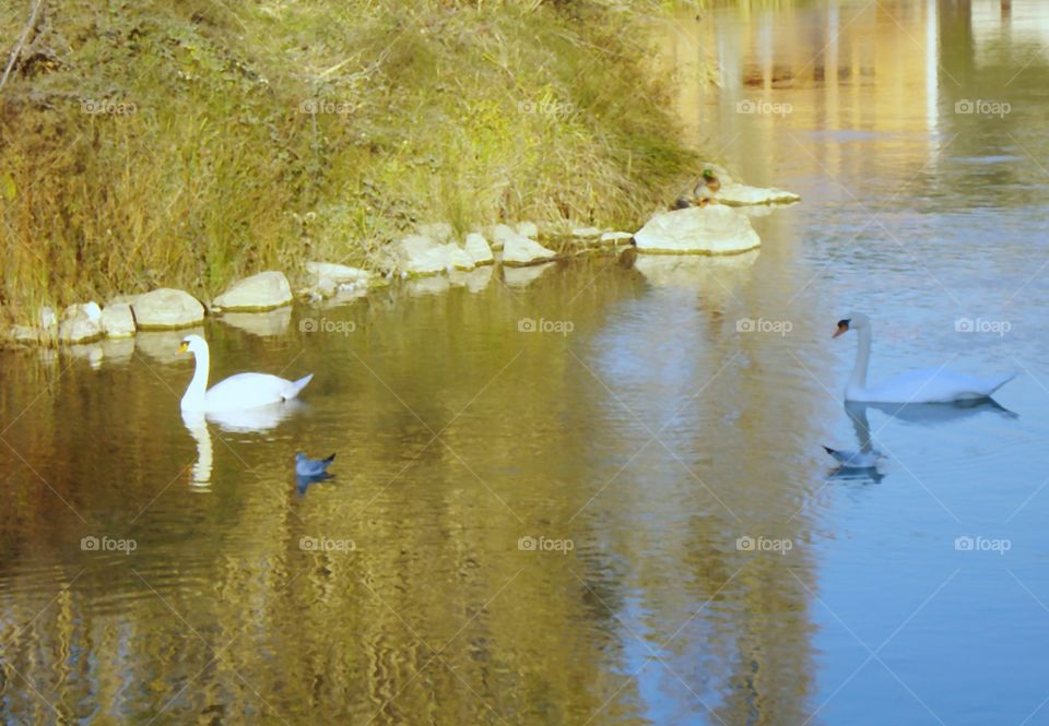 The Swans Swimming in the River