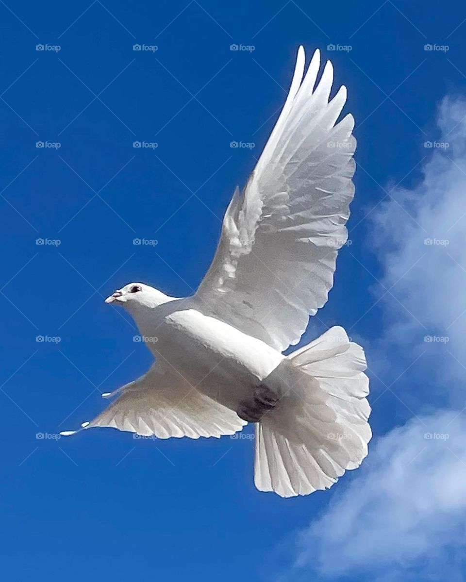 Free 🕊️