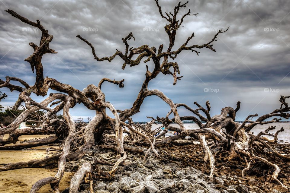 Branching Out. A spur of the moment drive in my 85' Volkswagen Vanagon landed me at DriftWood Beach on Jekyl Island, GA.