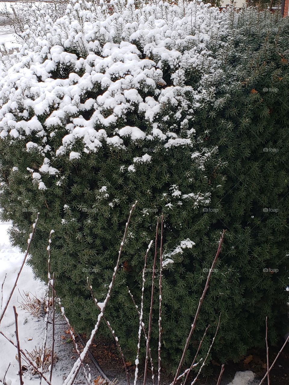 snowy bush