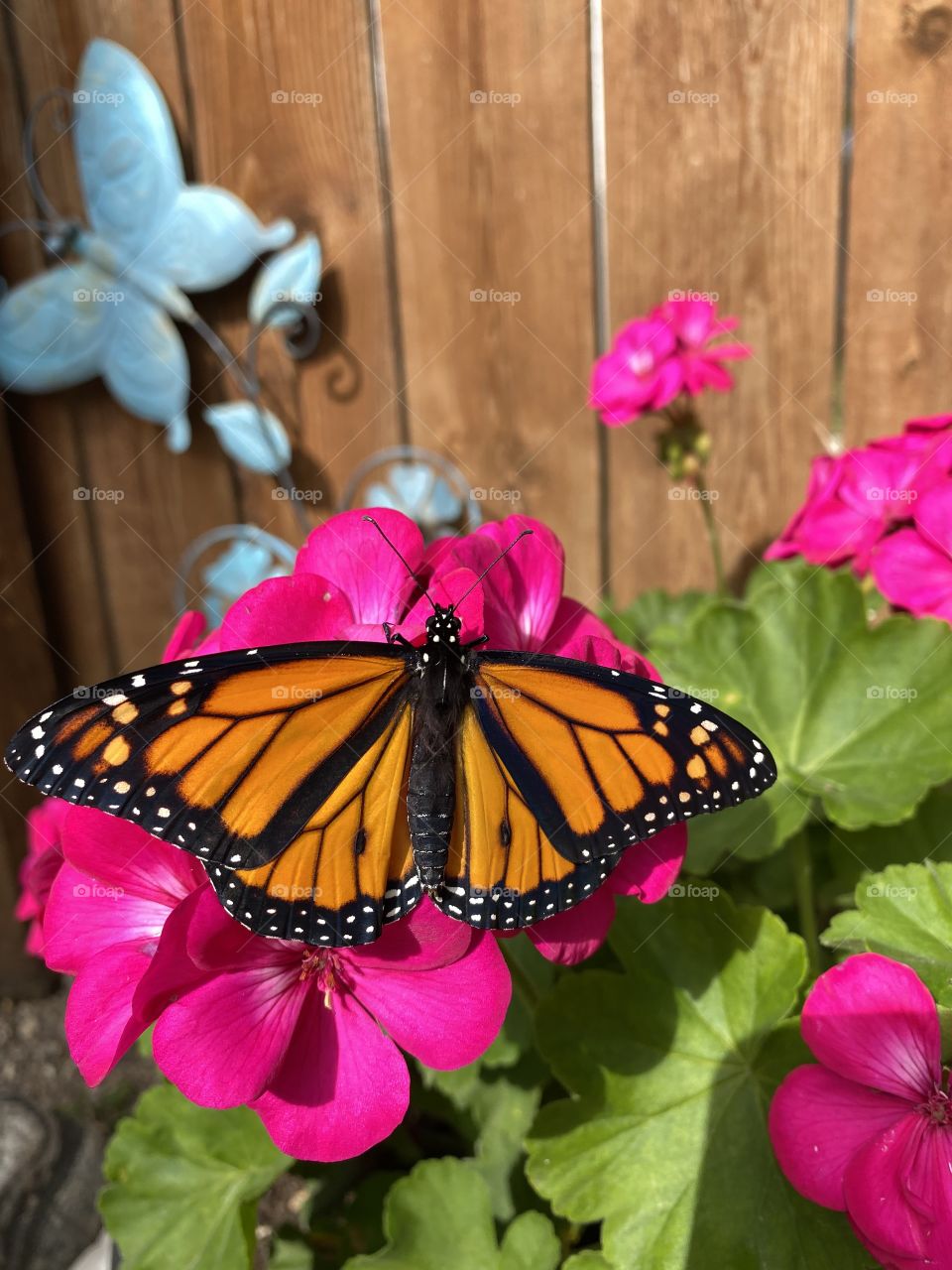 Monarch butterfly 