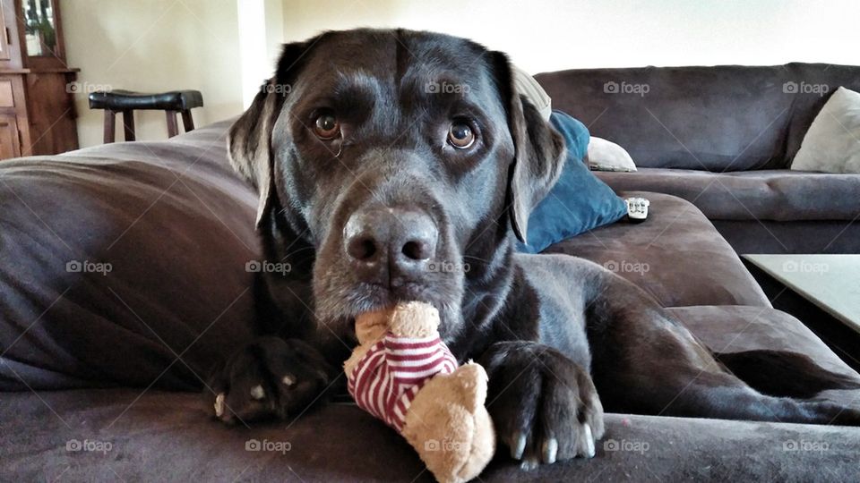 Dog with his bear 