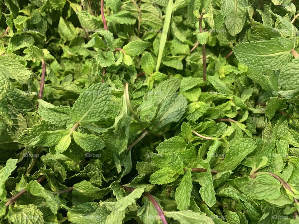 Mint leaf 