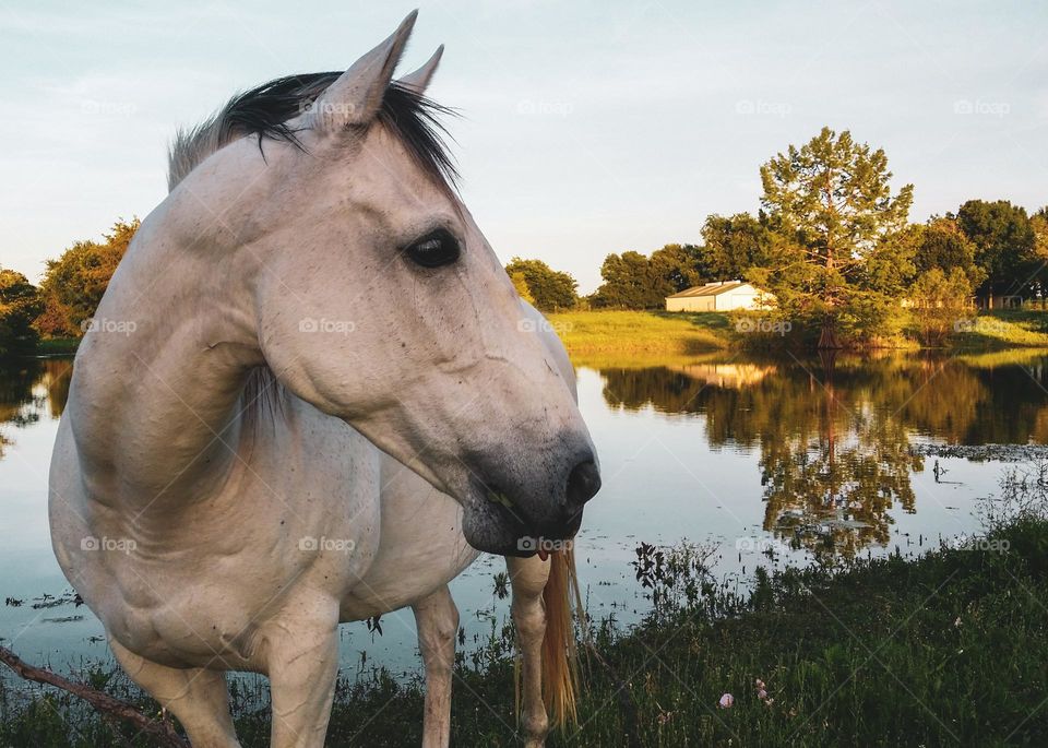 Heart My Horse By the Pond at Golden Hour