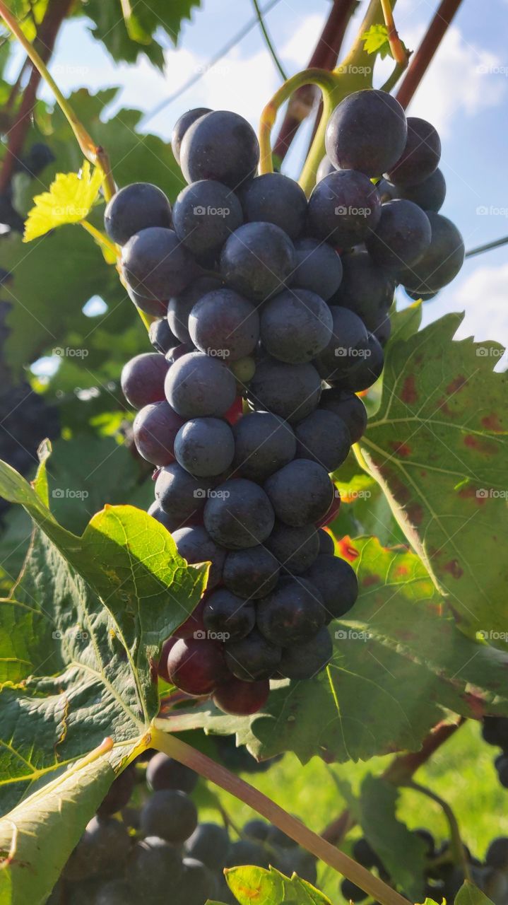 Blue Grapes