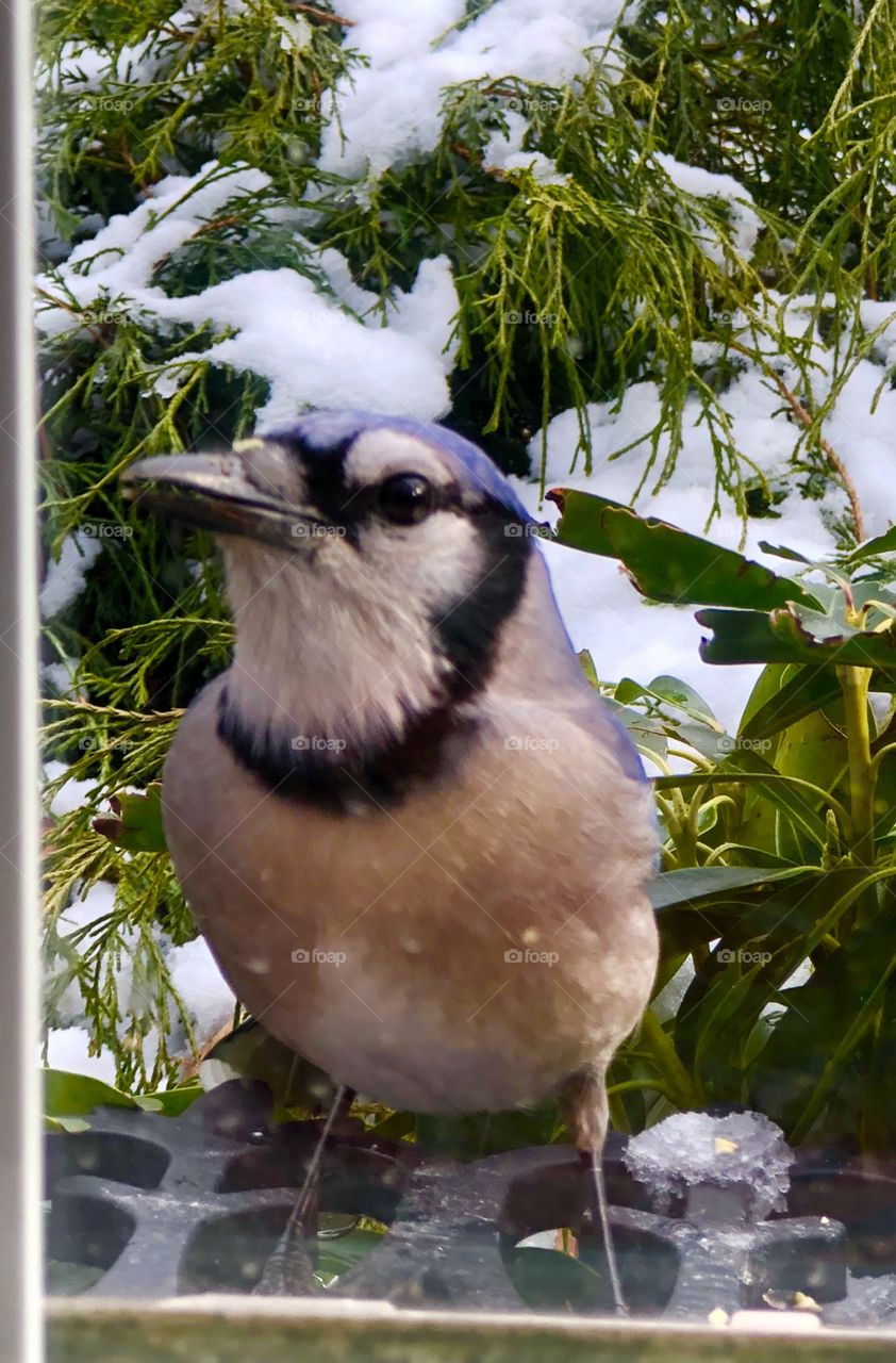 Silly baby bluejay