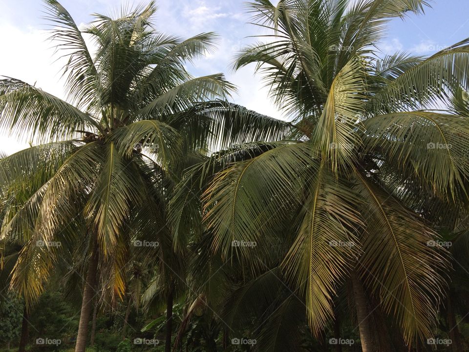 Coconut trees