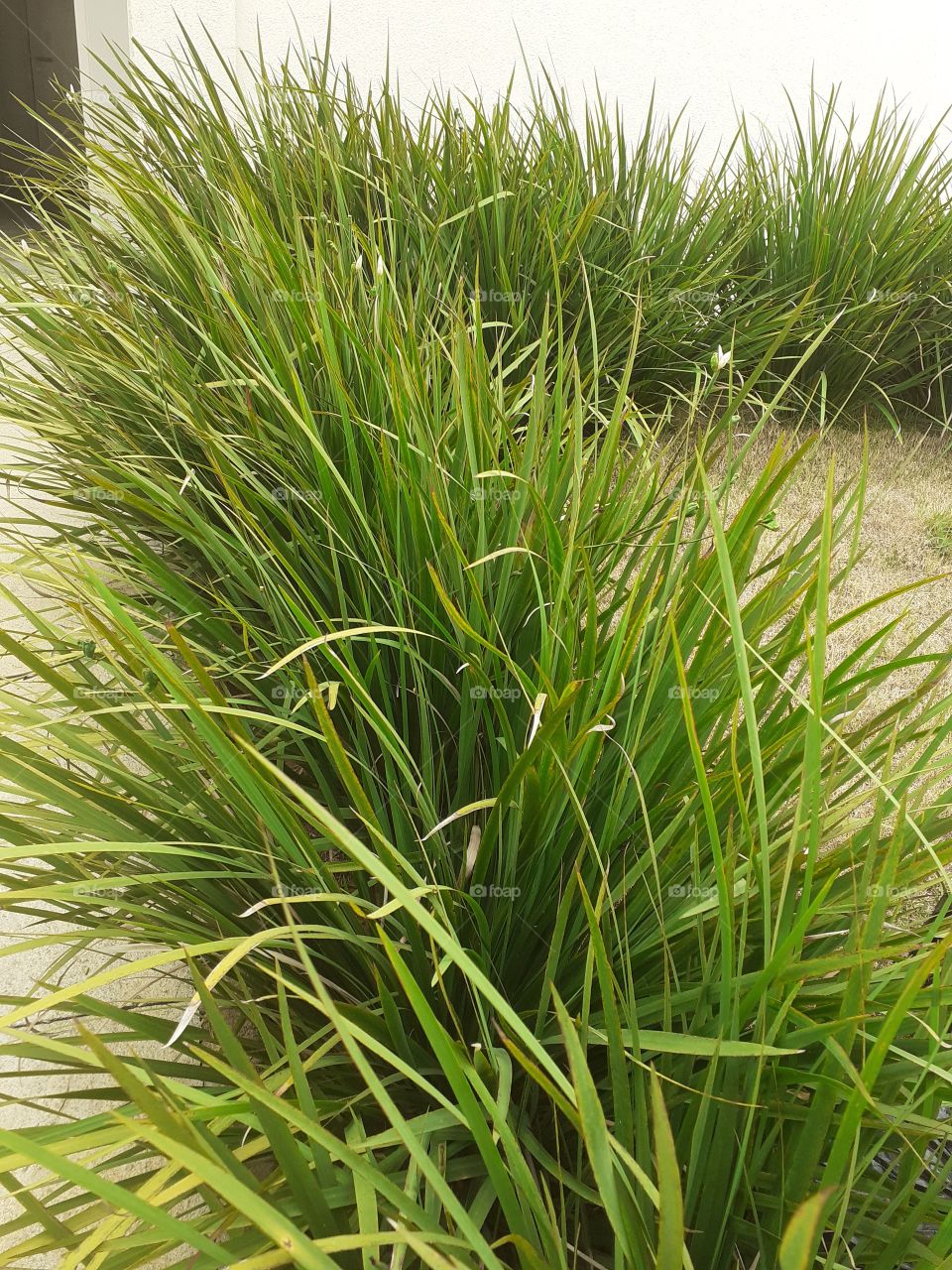 Lugar de Mato verde.