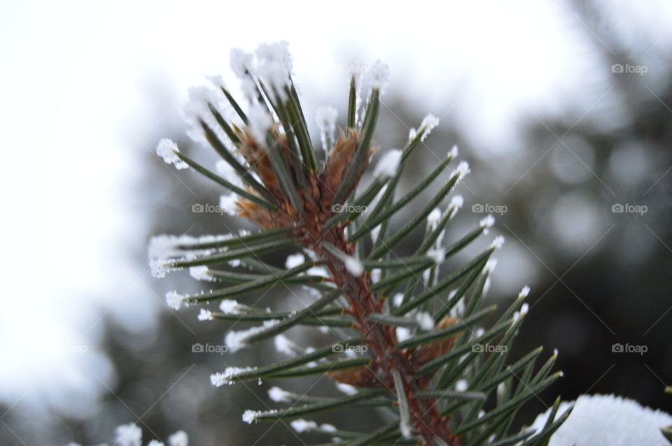 Spruce, tree, snow, needles, winter,