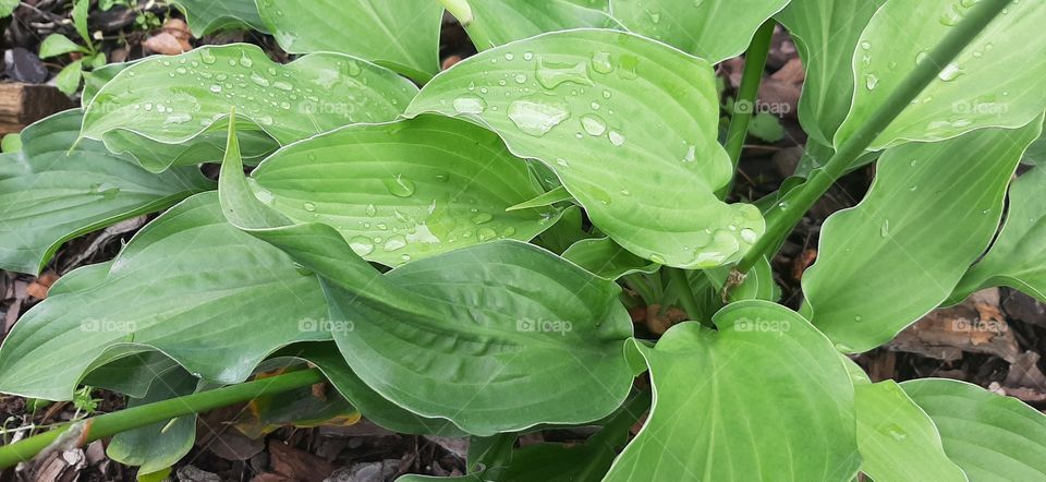 waterdrops on hosta leaves
