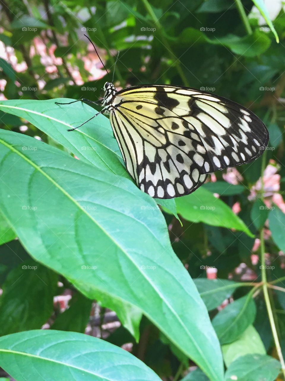 Yellow Beauty. Taken in Boston, MA