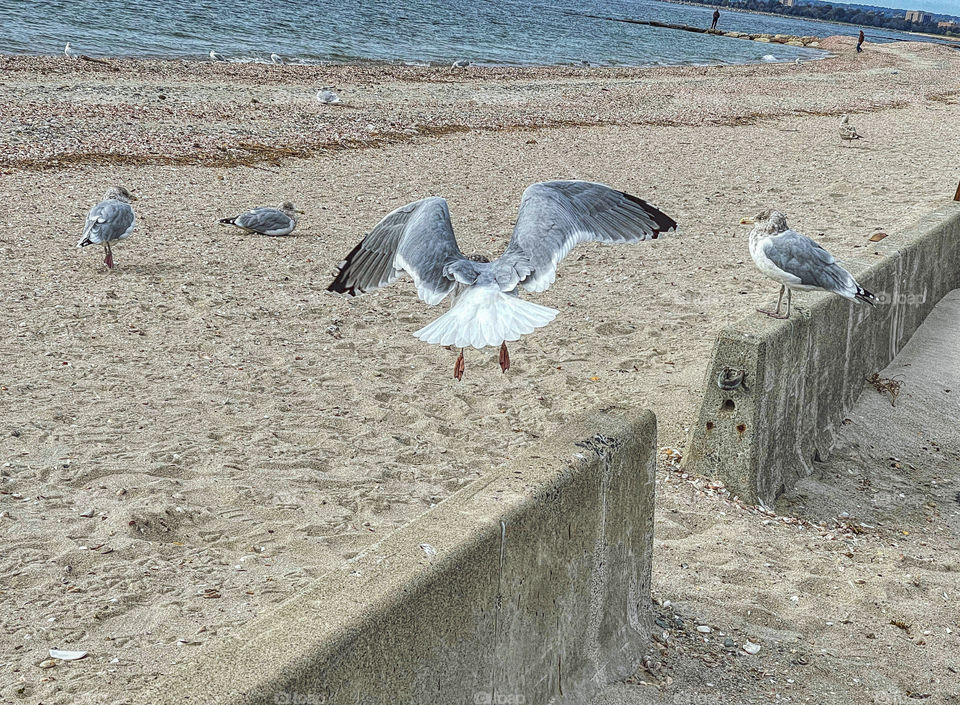 Seagull taking off