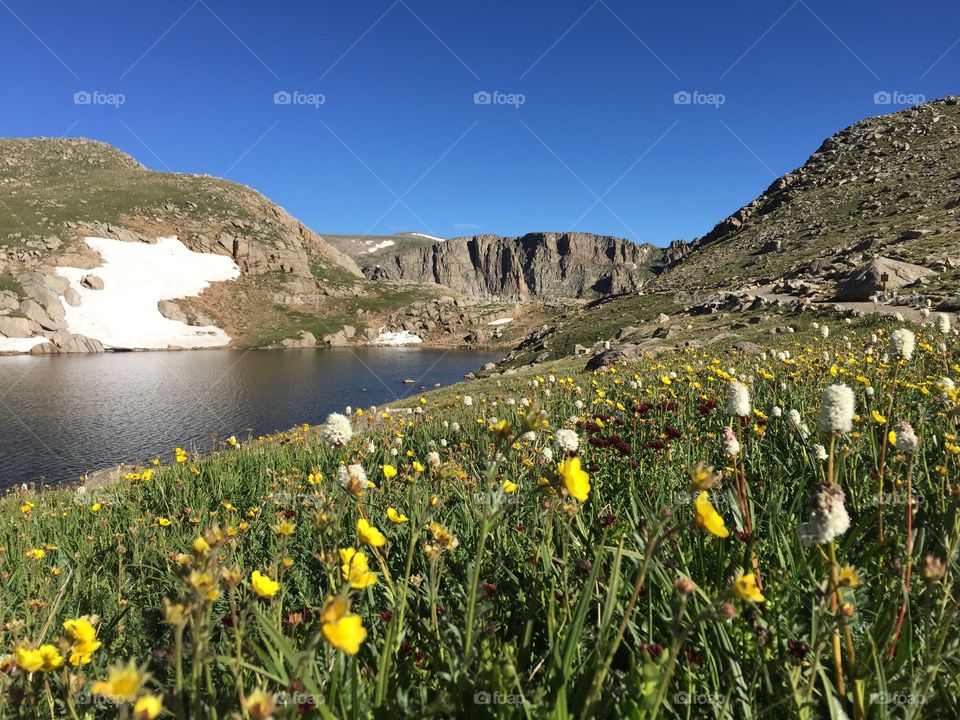 Wildflowers on mt evans