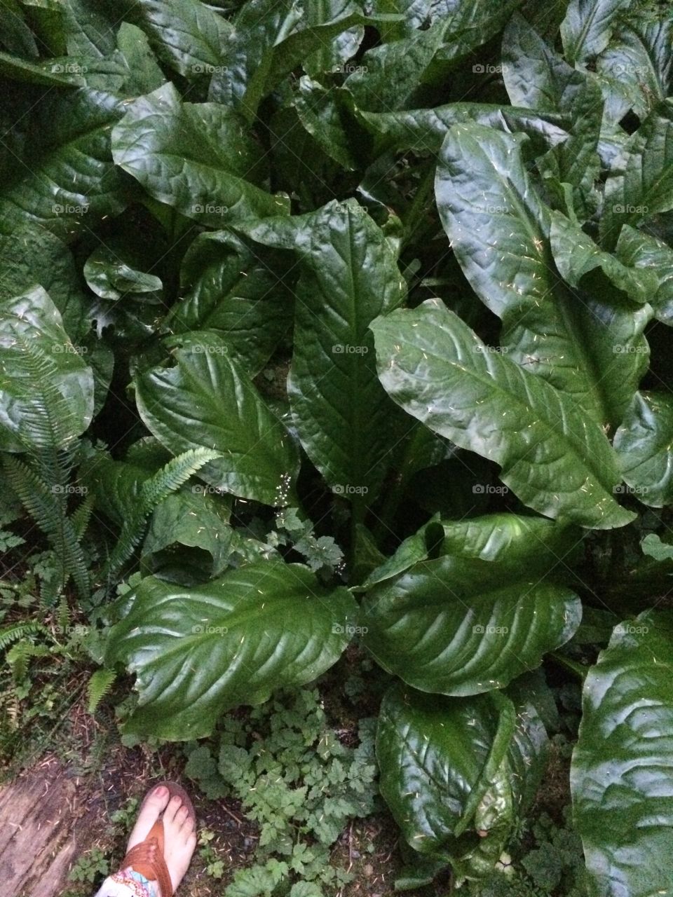 Huge vegetation for the northwest 