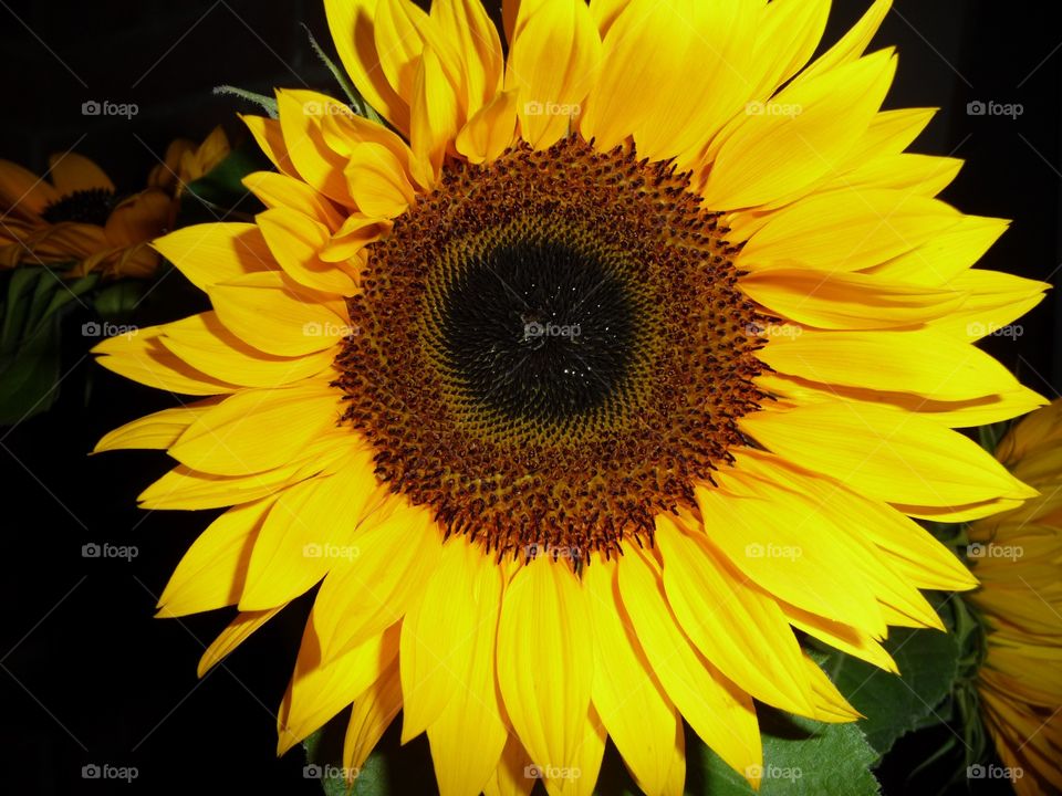 Sunflower face