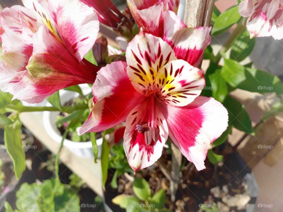 Spring time Alstroemeria