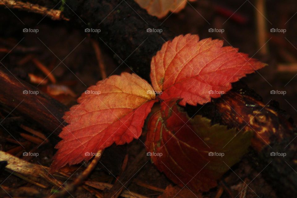 Red leaves