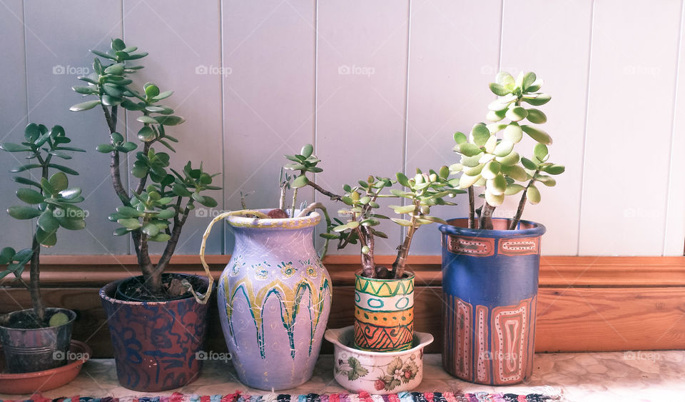 Flowerpots with crassula