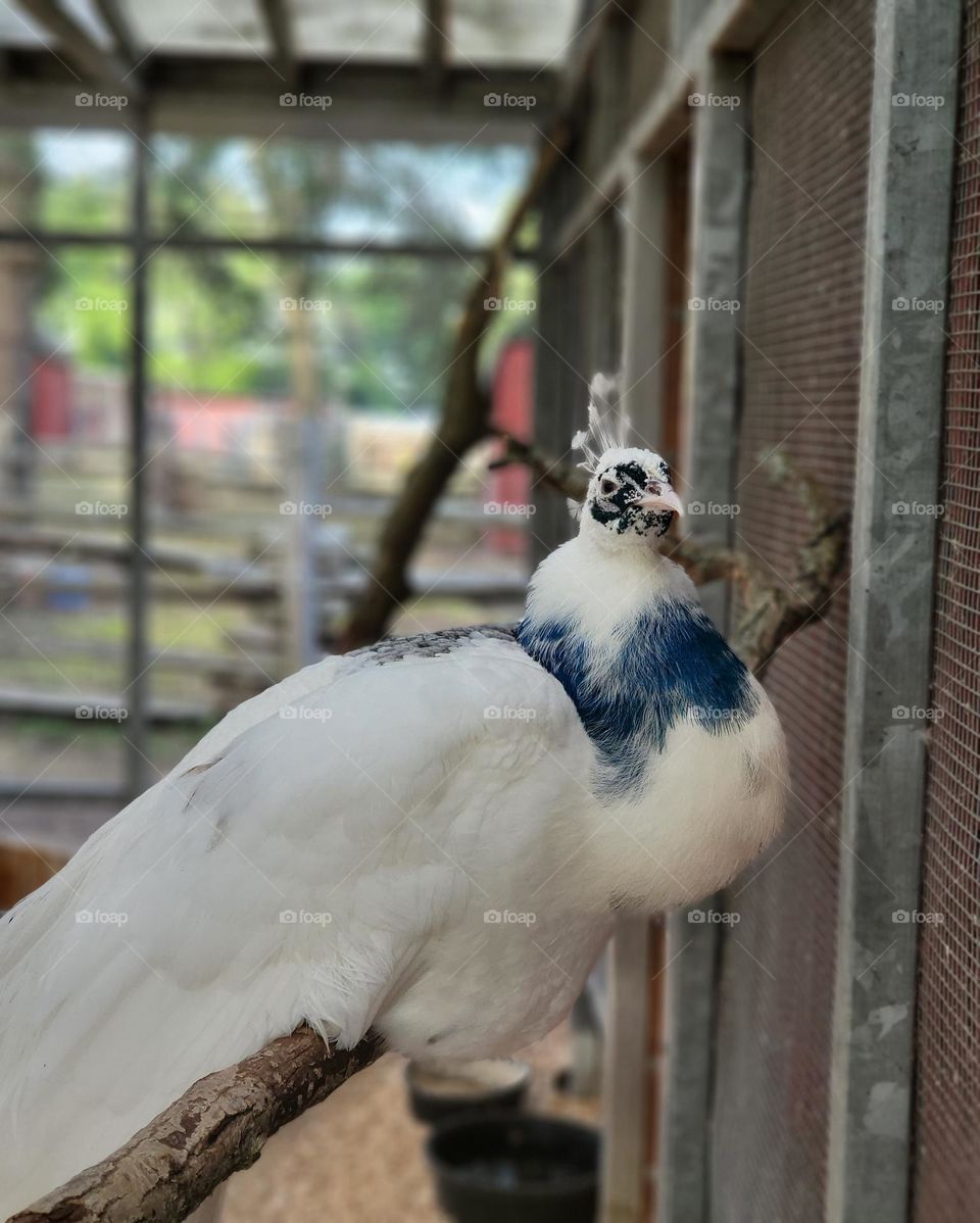white peacock 🦚
