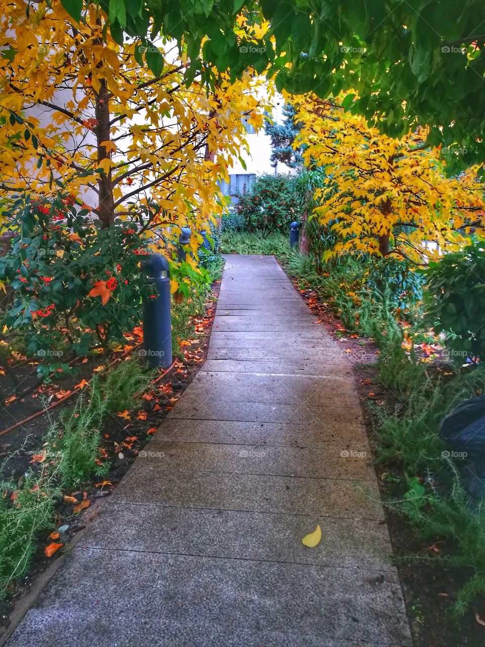 View of park in autumn