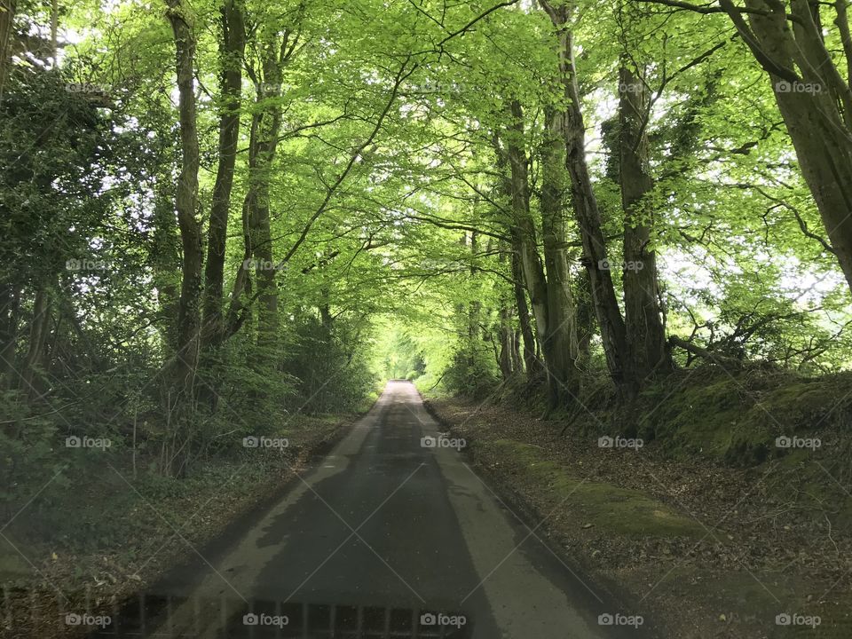 Take a wrong turning in the road and sometimes and you discover those photos that are almost there for perfection, this photo in Exmouth, Devon depicts an oasis of trees, that seem married together in joy for a lifetime.