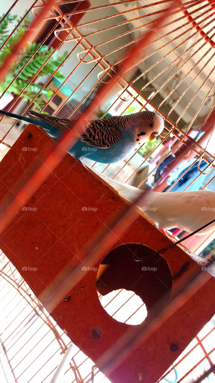 Passarinho: Periquito.