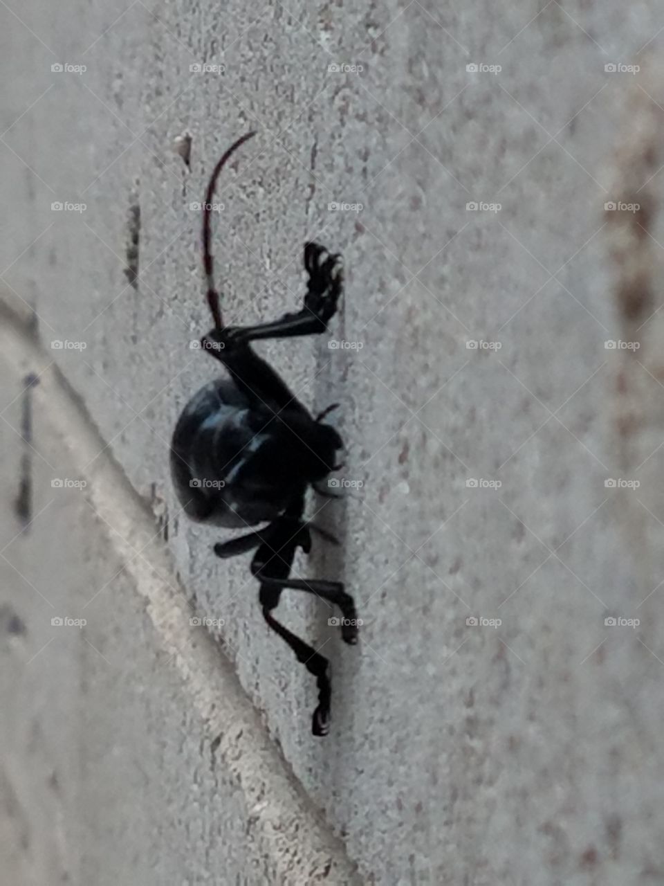 Big Beetle