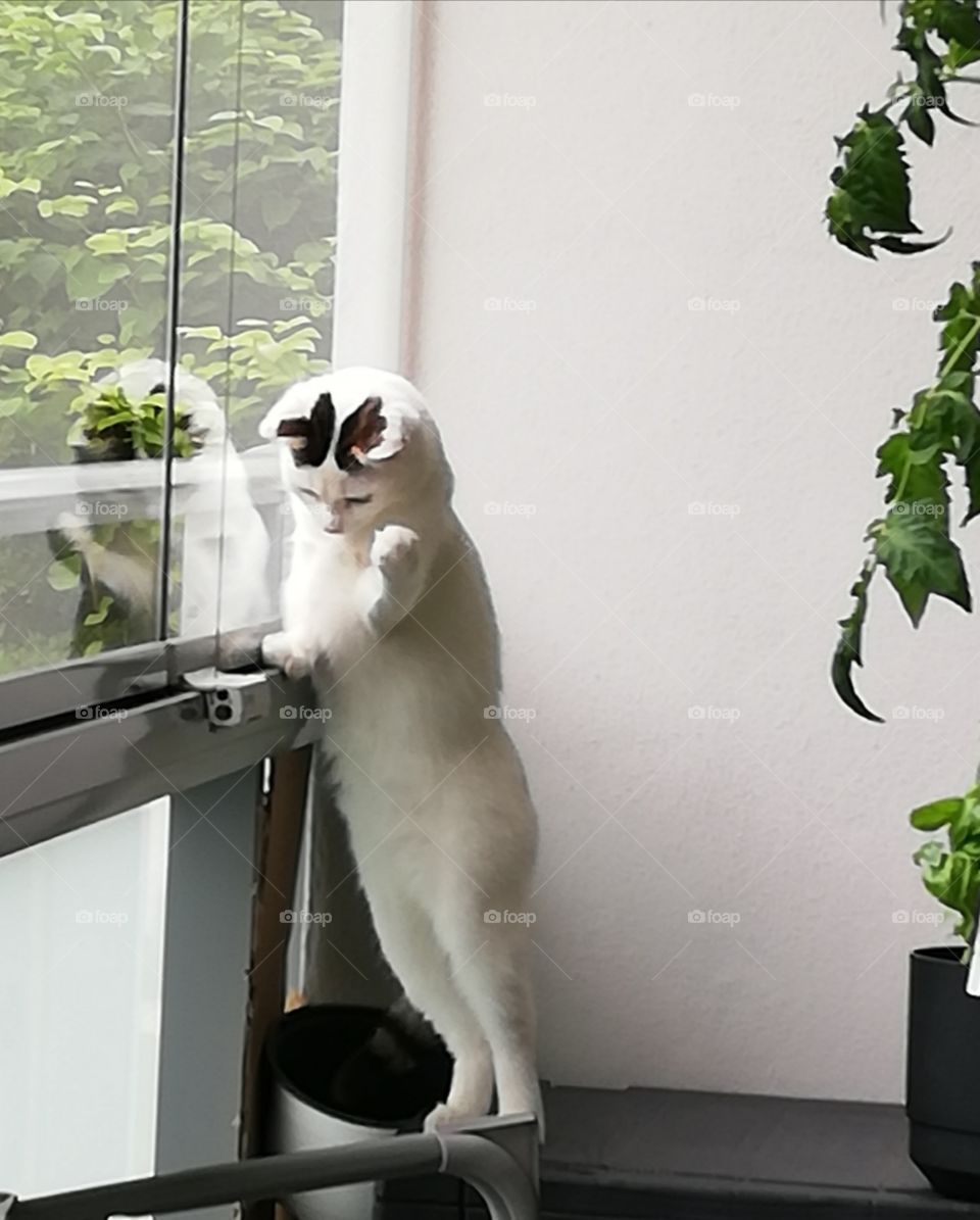 Cat standing comically and trying to catch insect