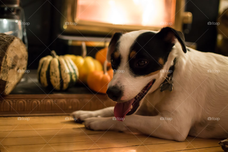 Happy dog near fireplace with pumpkin decorations in autumn 